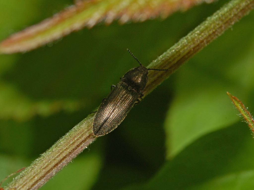 Elateridae?